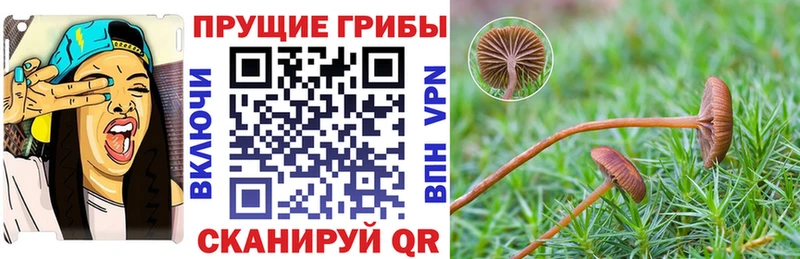 Псилоцибиновые грибы Cubensis  Купить  Ефремов 
